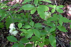 Exobasidium symploci