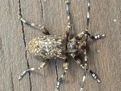 Aegomorphus clavipes