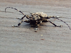 Aegomorphus clavipes