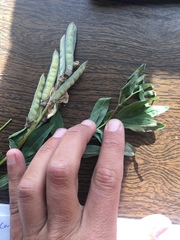 Thermopsis montana