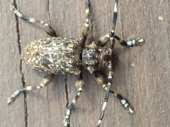 Aegomorphus clavipes