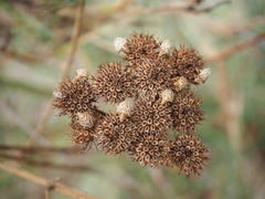 Ancyrosoma leucogrammes