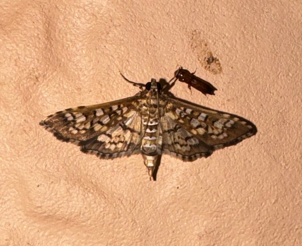 Stained-glass Moth from Spanish Fort, Baldwin Co., AL, USA on August 12 ...