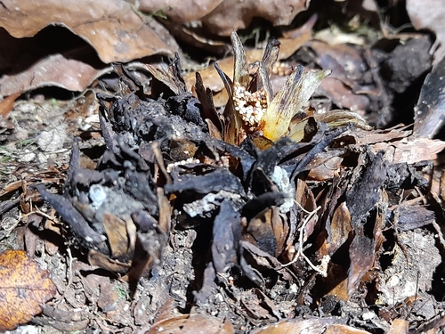 Image of Dactylanthus taylorii by (c) Flavien Saboureau, some rights reserved (CC BY)