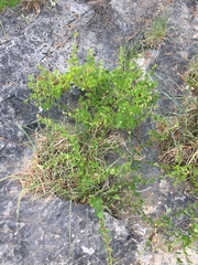 Phyllanthopsis phyllanthoides