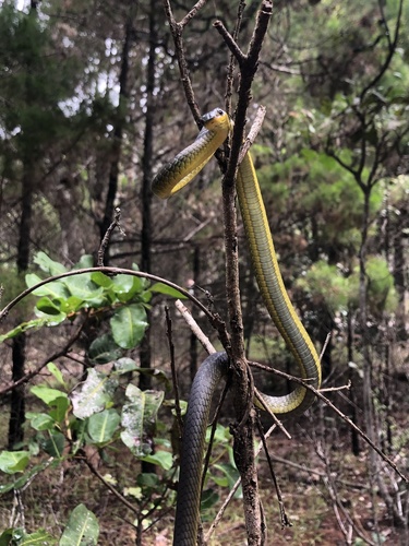 Common Tree Snake sighting