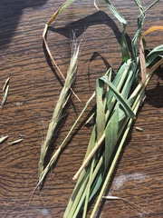 Pseudoroegneria spicata