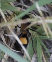 Dasymutilla campanula
