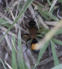 Dasymutilla campanula