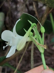 Urceolina subedentata, photograph Daniel Mesa, CC BY, iNaturalist via GBIF