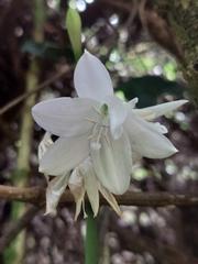 Urceolina subedentata, photograph Daniel Mesa, CC BY, iNaturalist via GBIF