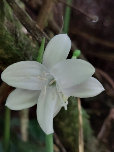 Urceolina subedentata, photograph 5