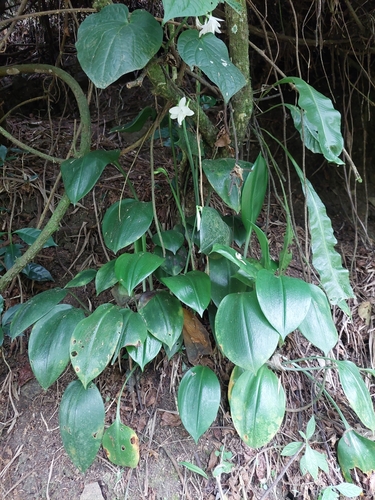 Urceolina subedentata, photograph 6