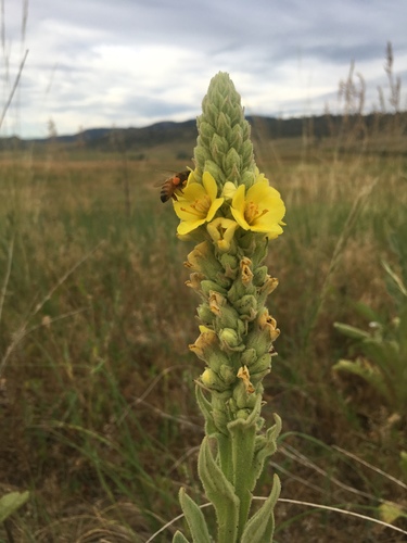 Verbascum thapsus