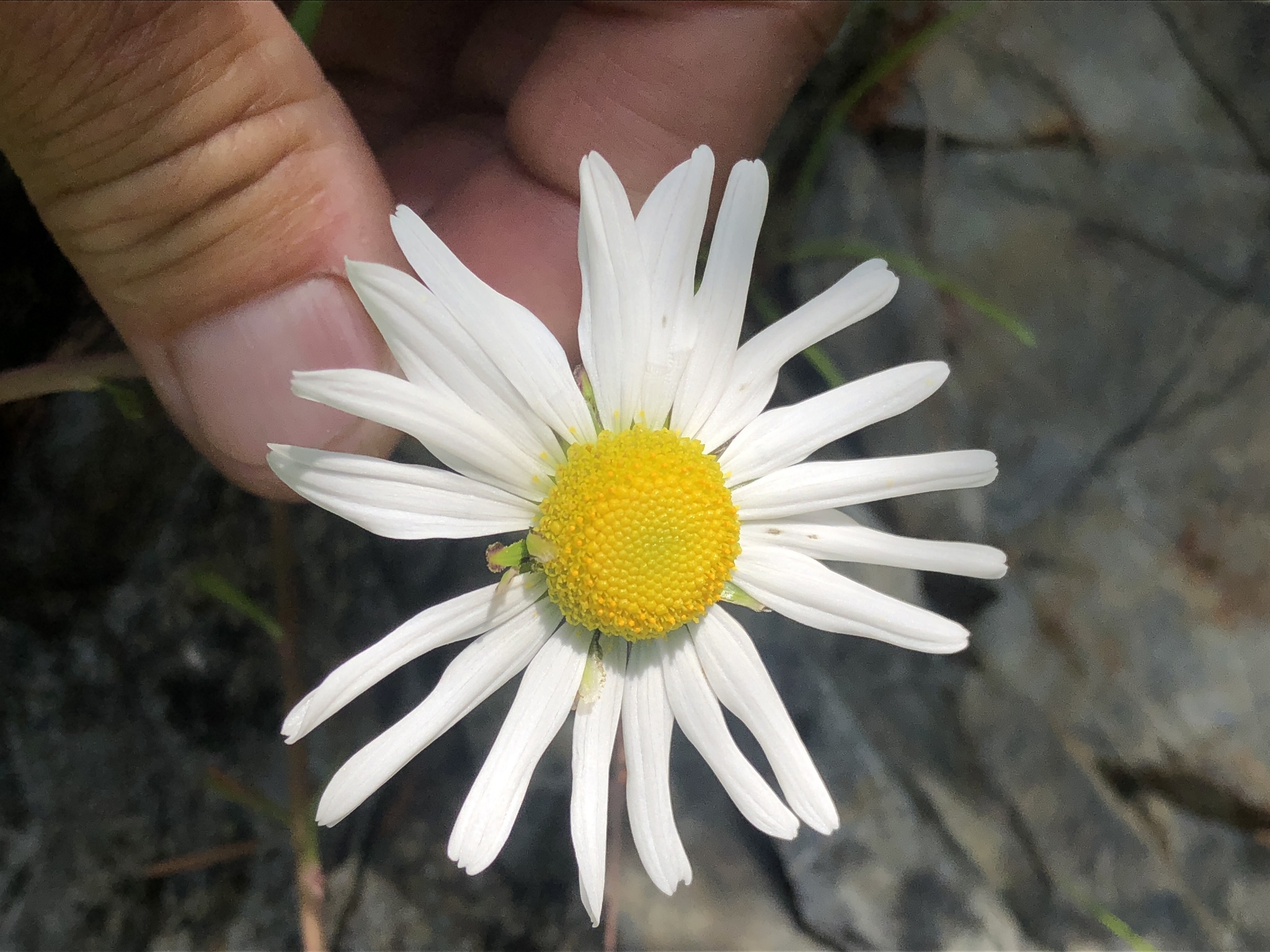 Arctanthemum arcticum ssp. arcticum
