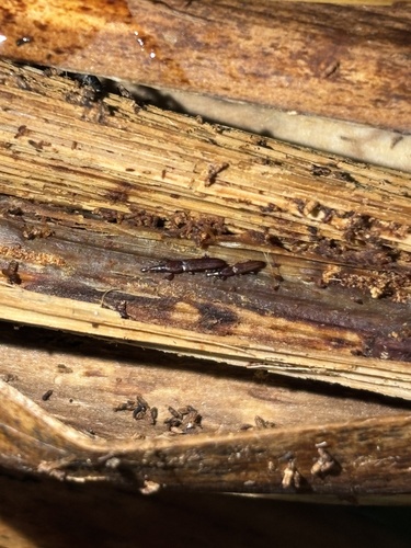 Stenotrupis prolixa observed 2025-02-04