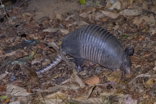 West Andean Long-nosed Armadillo, Gamboa, Colón Province, Panama, photo 6 of 10
