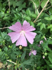 Malva alcea