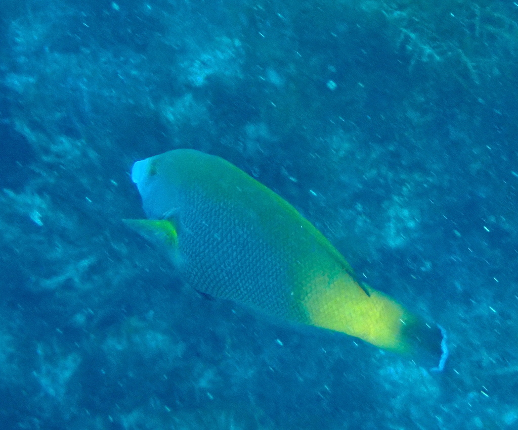 Geographic Wrasse