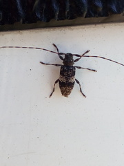 Leiopus linnei