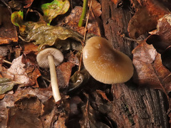 Entoloma subradiatum