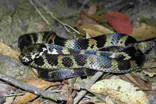 Stephens' Banded Snake sighting