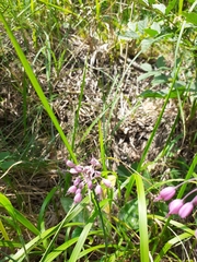 Allium carinatum pulchellum