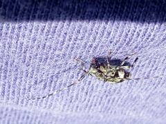 Leiopus linnei
