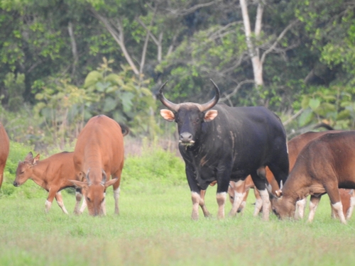 Bos javanicus