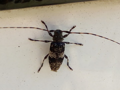 Leiopus linnei