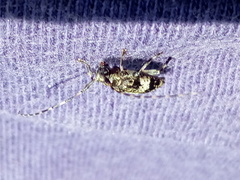 Leiopus linnei