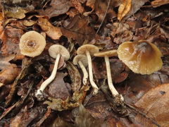 Entoloma subradiatum