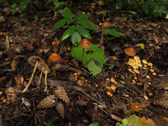 Hypholoma marginatum