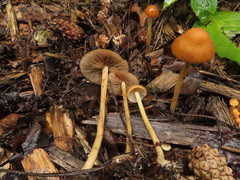 Hypholoma marginatum