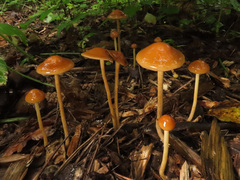 Hypholoma marginatum