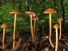 Hypholoma marginatum