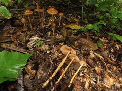 Hypholoma marginatum