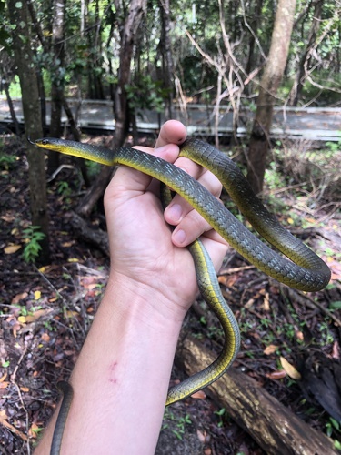 Common Tree Snake sighting