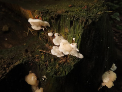 Crepidotus stenocystis