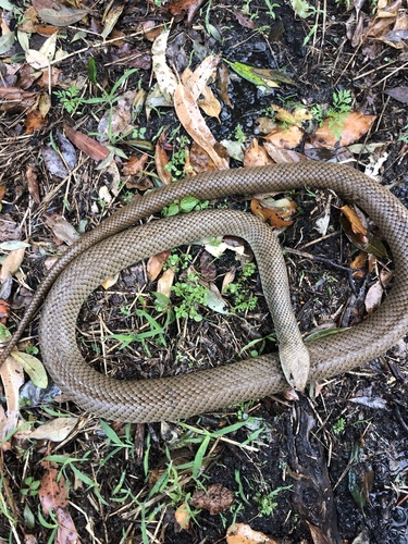 Eastern Brown Snake sighting
