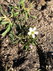 Oxalis pusilla