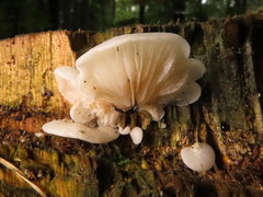 Crepidotus stenocystis
