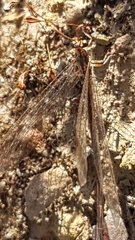 Macronemurus appendiculatus