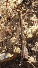 Macronemurus appendiculatus