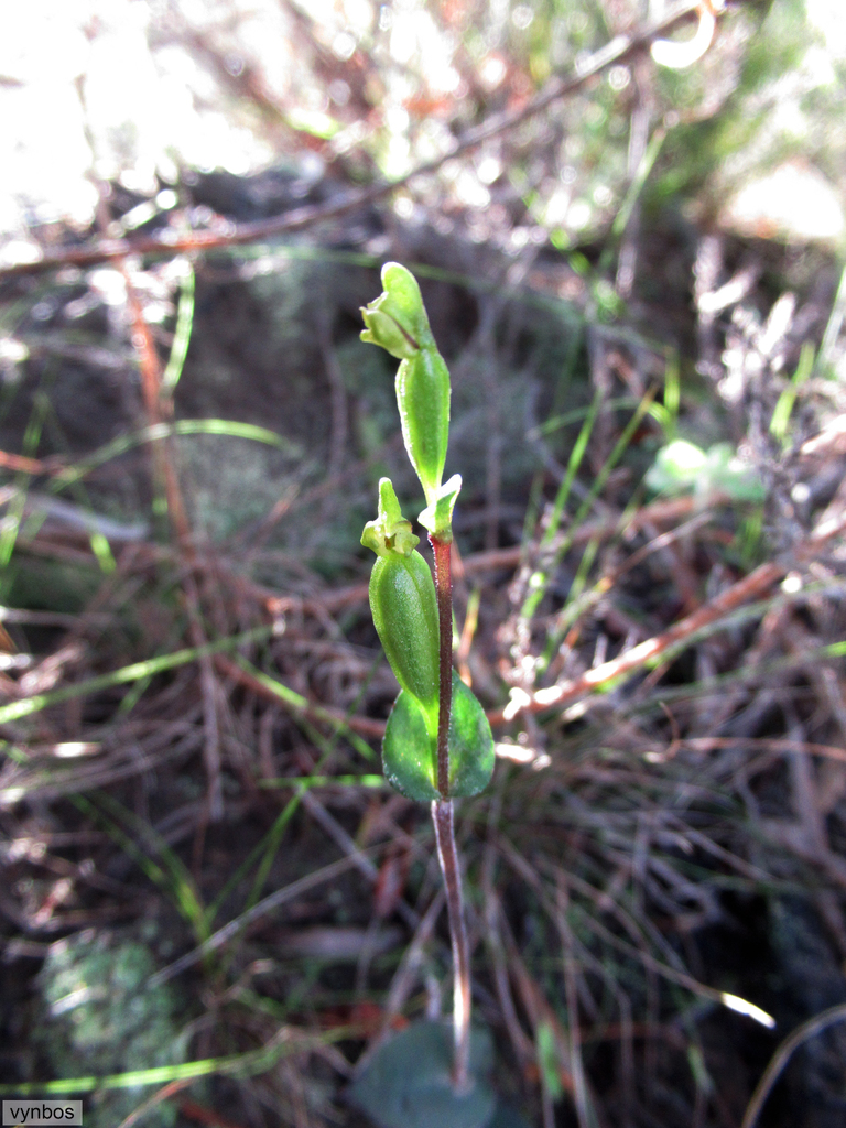 Disperis bodkinii