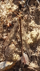 Macronemurus appendiculatus