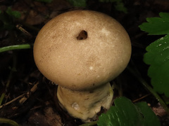 Lycoperdon molle