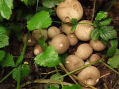 Lycoperdon molle