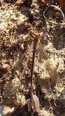 Macronemurus appendiculatus