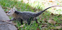 Didelphis pernigra